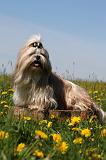 SHIH TZU 292